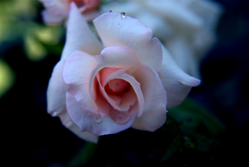 Pembe g�l