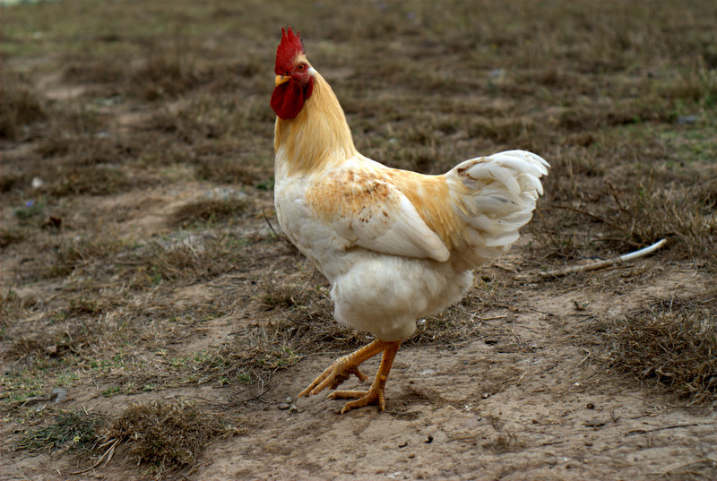 Modelin be�endi�i karizmatik horoz:))))))