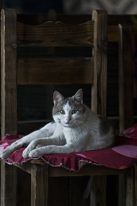 DSC7428