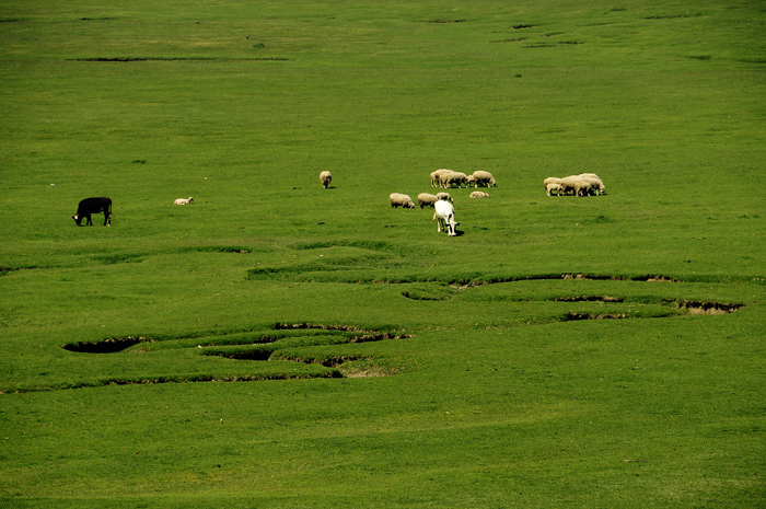 Susuz Yayla...
