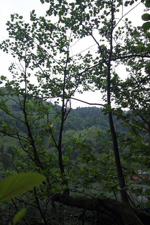 IMG 0738