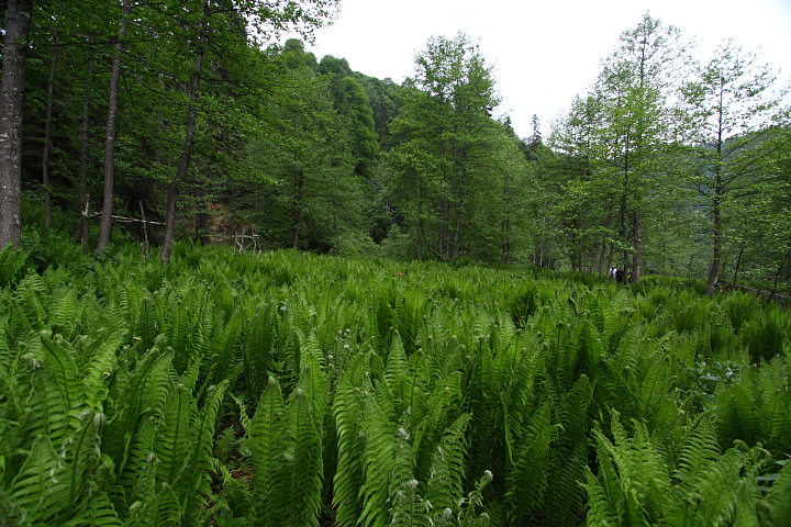 IMG 0740