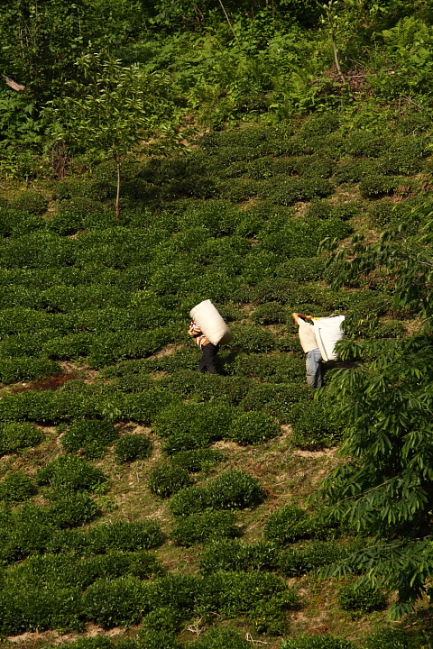 IMG 0785