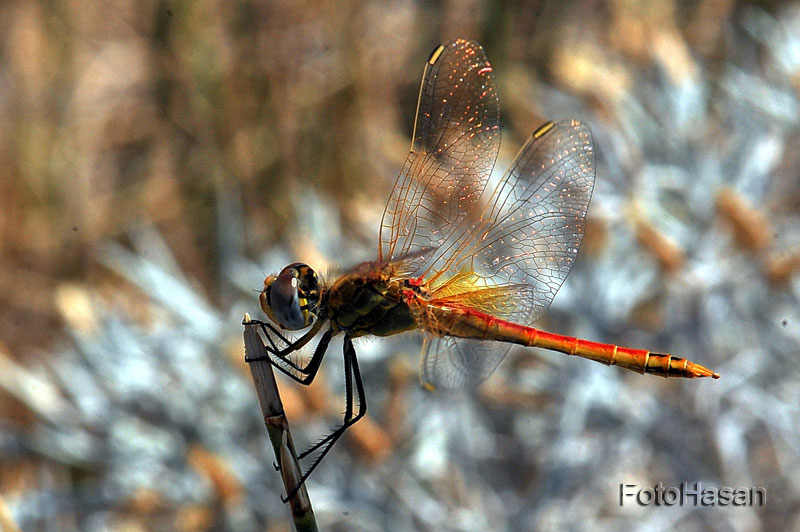 foto macro