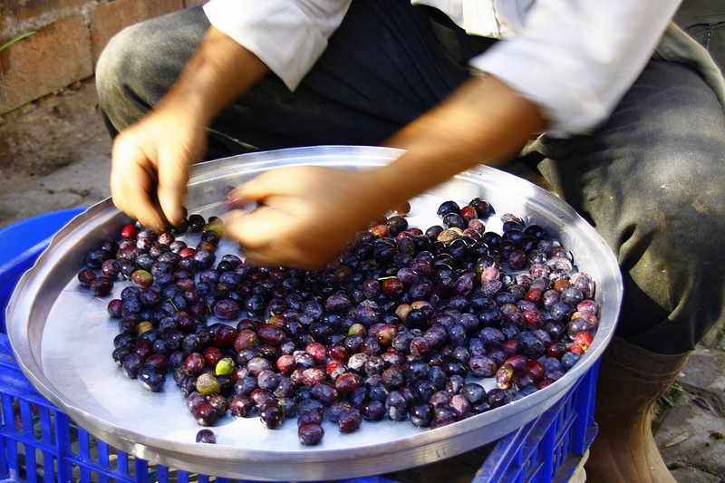 zeytin
