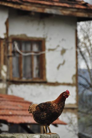 tarakli goynuk gezisi