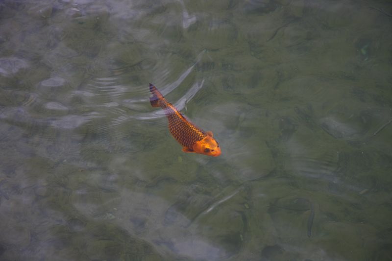 Koi