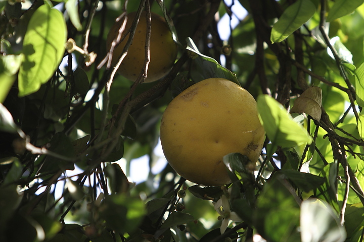 FG 1451