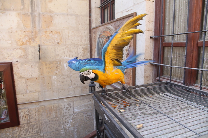 fg120