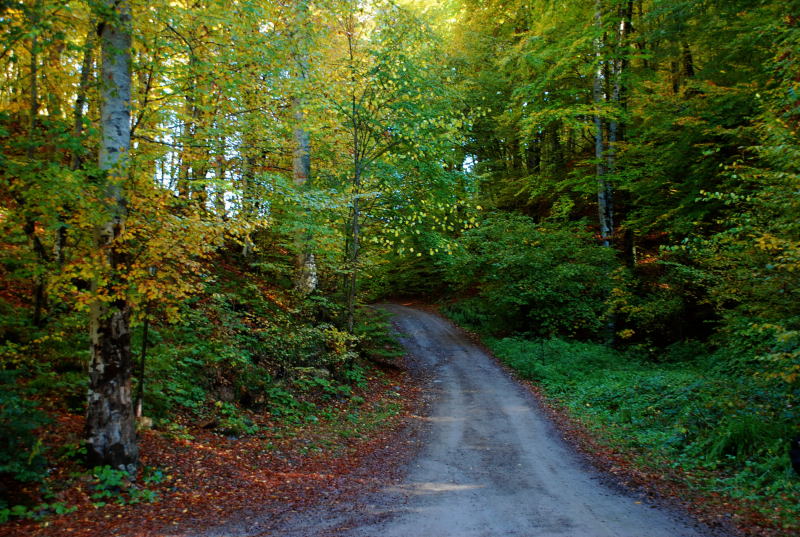yol1
