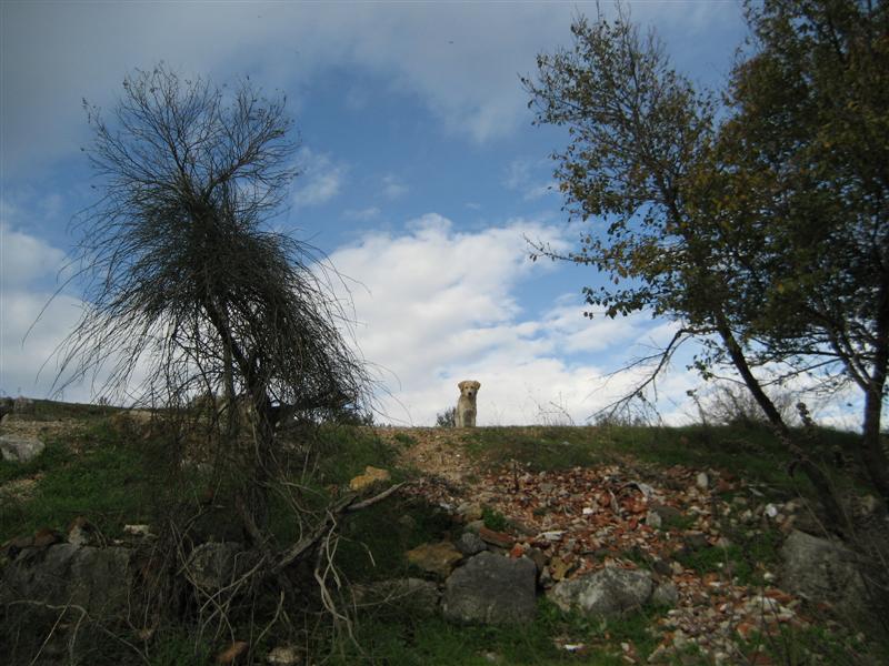 dost k�pek