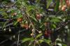 4..dal�ndan