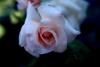 Pembe g�l
