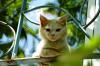 O Kedi