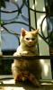 Cam g�zeli Han�m K�z...