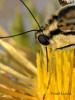 Foto Macro