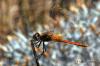 foto macro