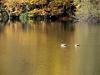 �rdekler
