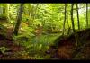 Yedi G�ller