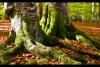 Yedi G�ller