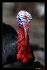 Test...