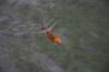 Koi