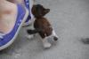 �ule'nin patileri:)